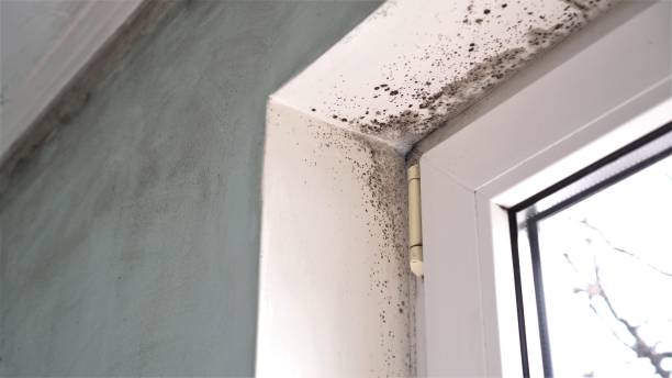 Best Mold Testing  in Pontotoc, MS