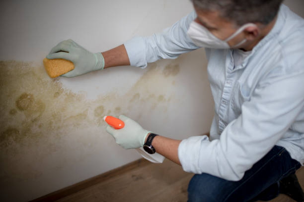 Trusted Pontotoc, MS Mold Removal Experts