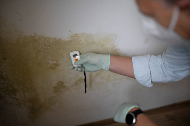 Best Local Mold Removal Service  in Pontotoc, MS