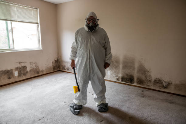 Best Mold Removal Near Me  in Pontotoc, MS