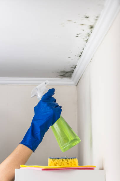  Pontotoc, MS Mold Removal Pros